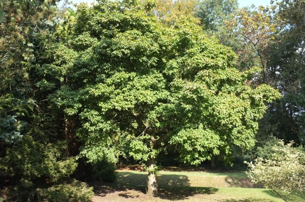 Tatarian Maple - Acer tataricum