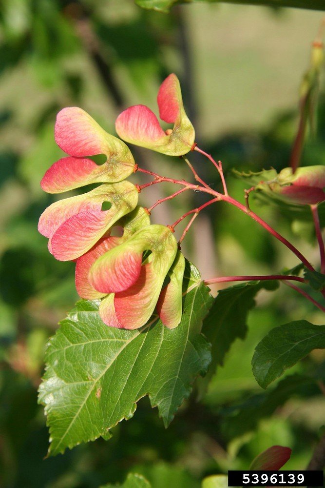 Tatarian Maple - Acer tataricum