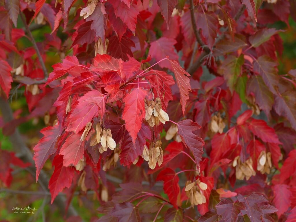 Tatarian Maple - Acer tataricum