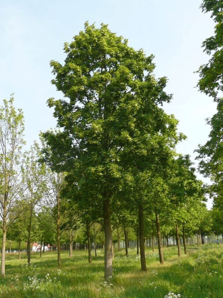 Norway Maple - Acer platanoides