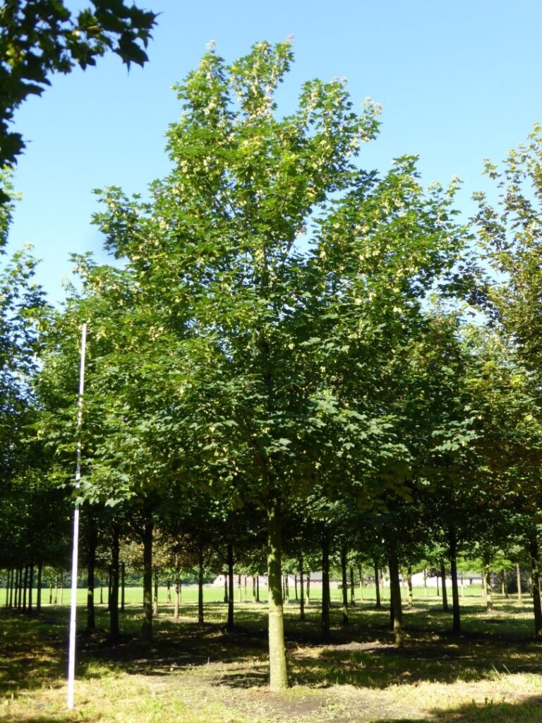 Sycamore Maple - Acer pseudoplatanus