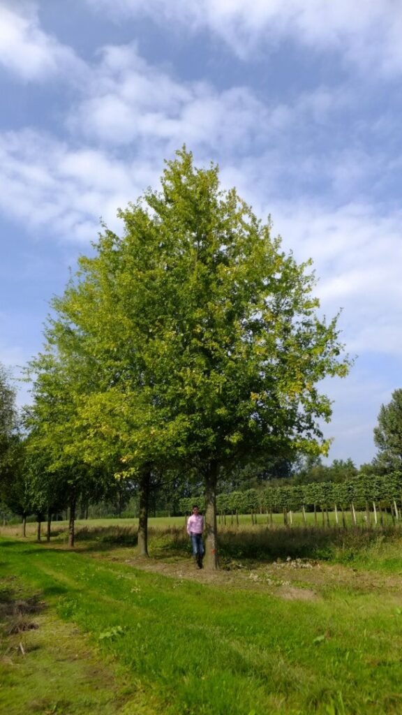 Silver Maple - Acer saccharinum