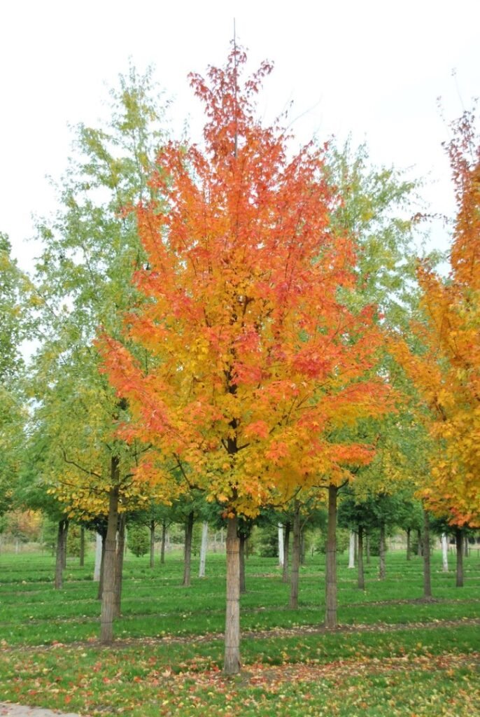 Silver Maple - Acer saccharinum