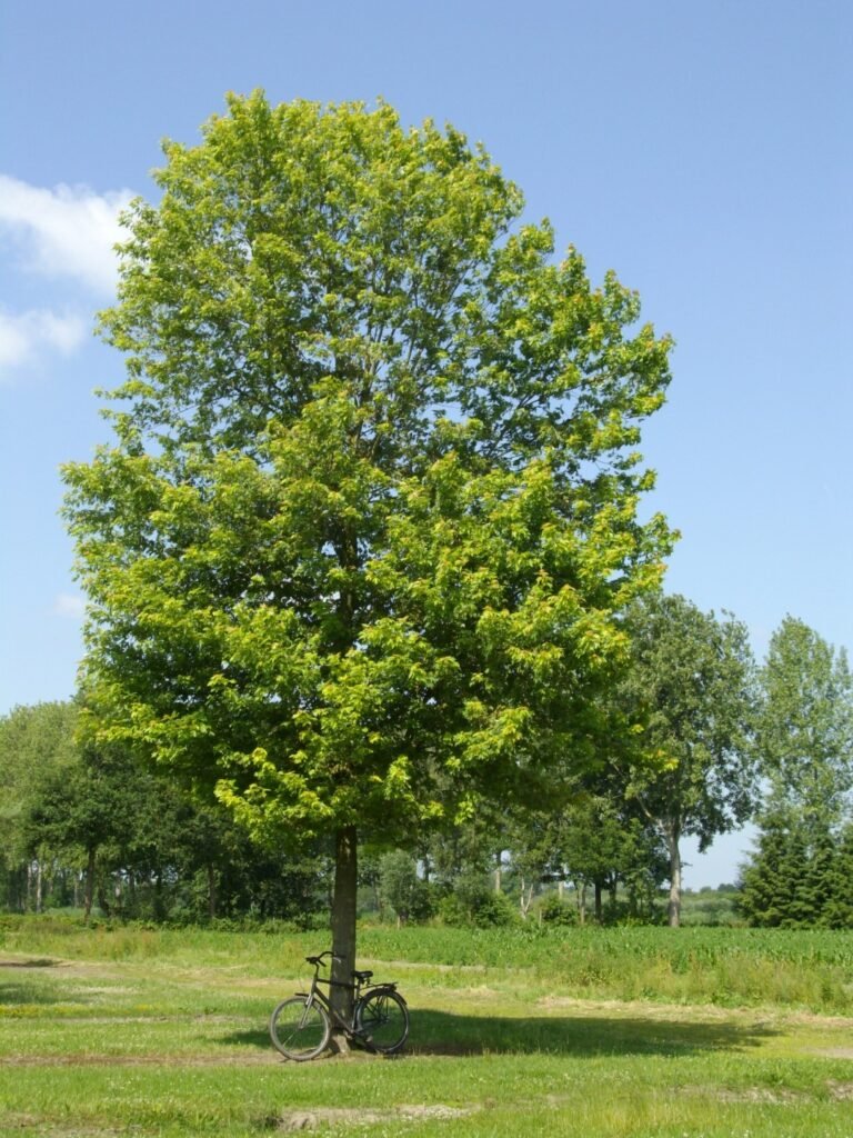 Silver Maple - Acer saccharinum