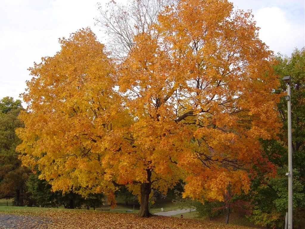 Sugar Maple - Acer saccharum