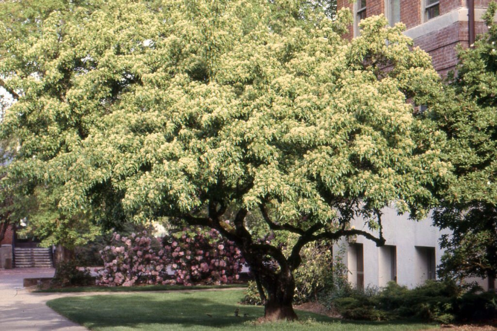 Tatarian Maple - Acer tataricum