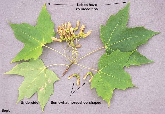 Sugar Maple - Acer saccharum