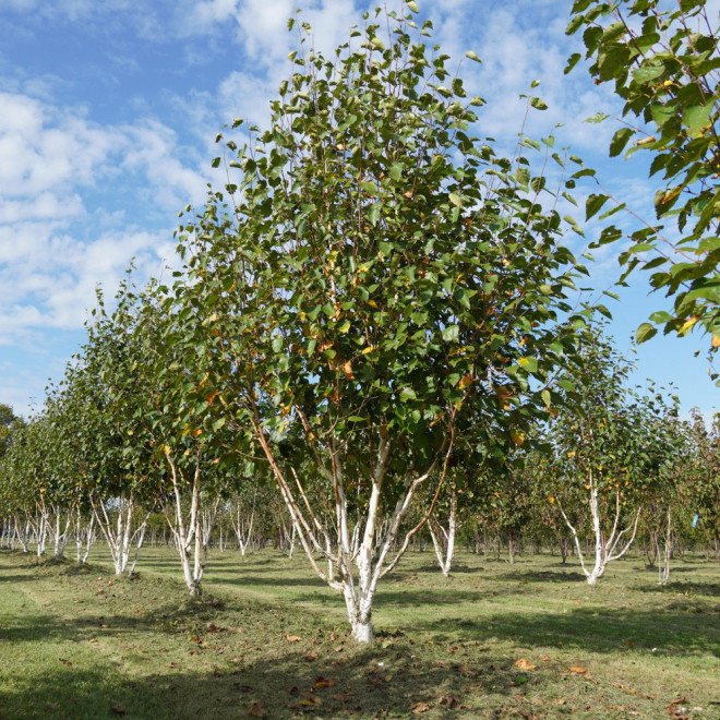 Himalayan Birch - Betula utilis