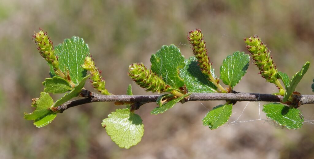 Dwarf Birch - Betula nana