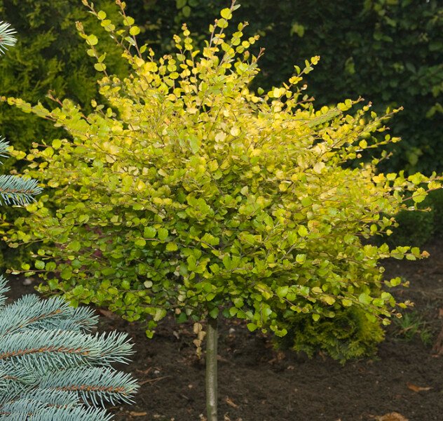 Dwarf Birch - Betula nana