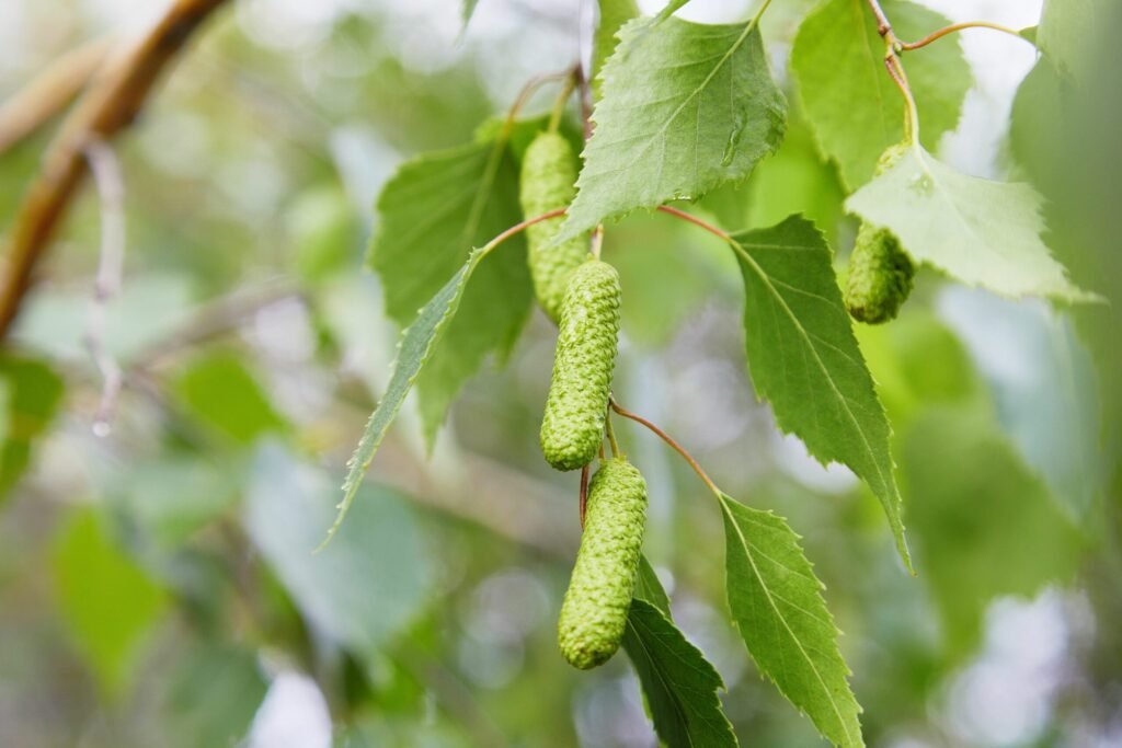 Silver Birch - Betula pendula