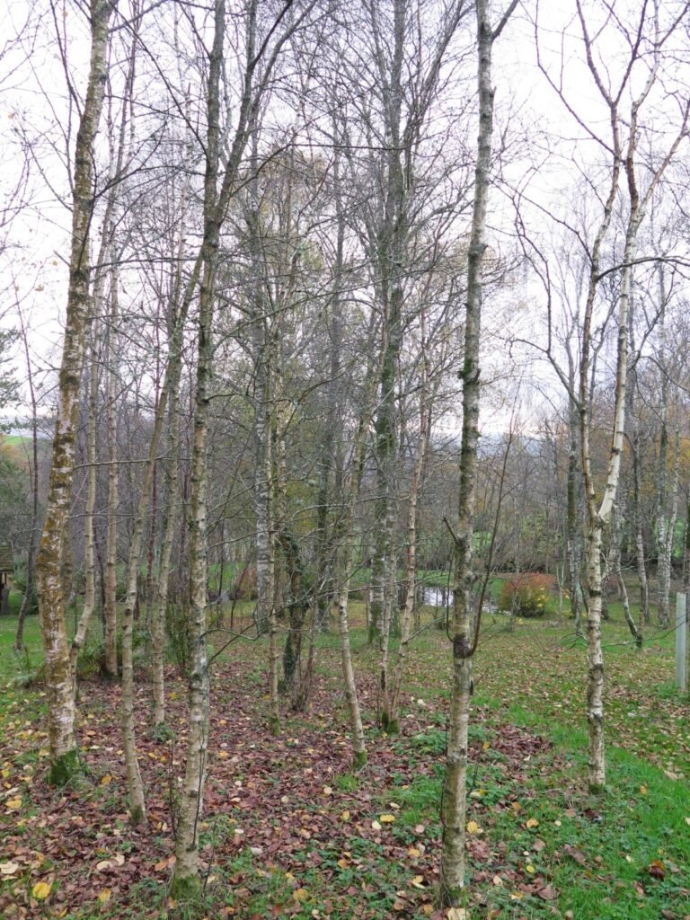 White Birch - Betula pubescens