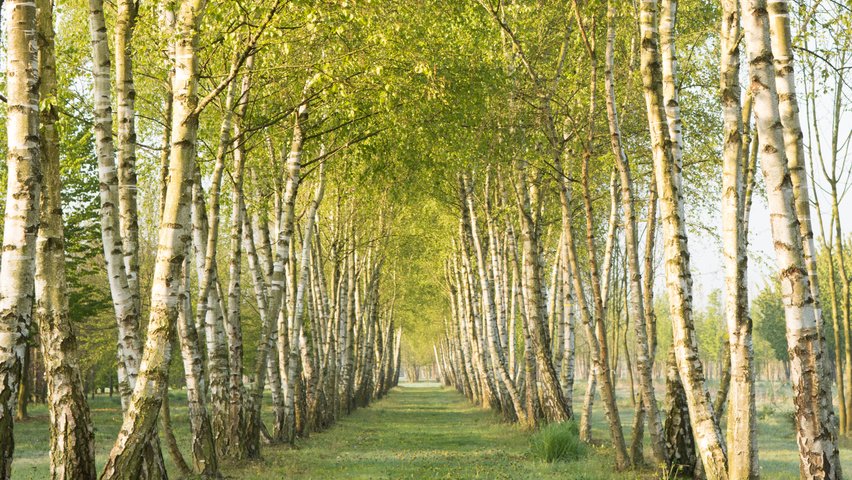 White Birch - Betula pubescens
