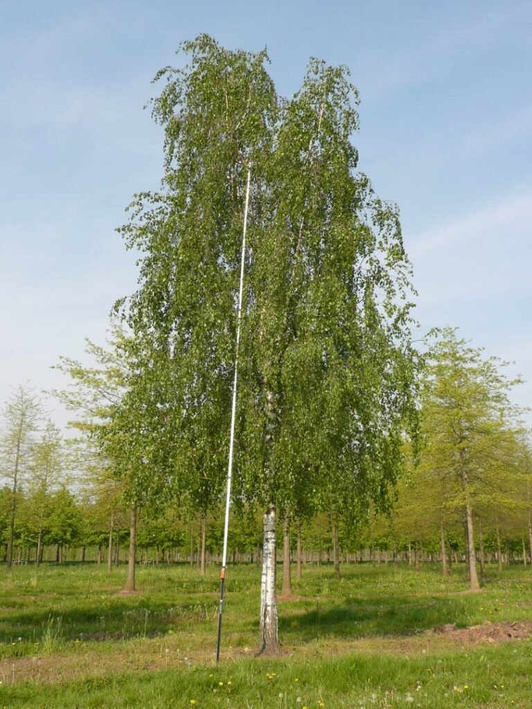 Silver Birch - Betula pendula