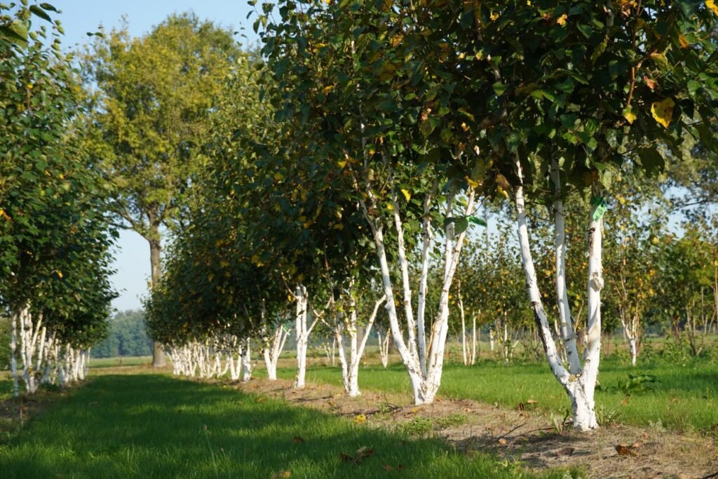 Himalayan Birch - Betula utilis