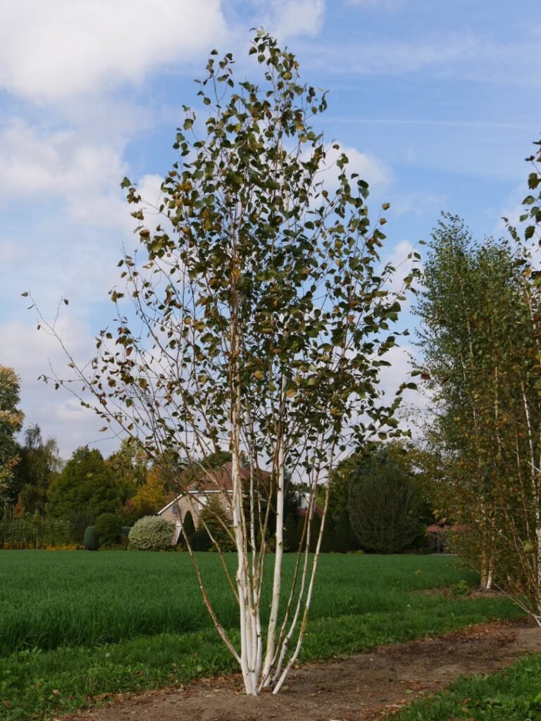 Himalayan Birch - Betula utilis
