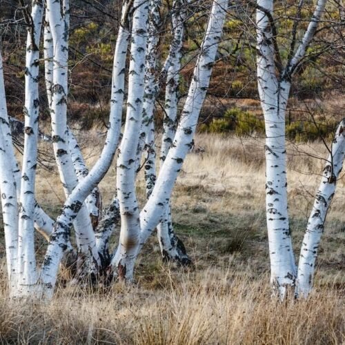 How to grow White Birch (Betula pubescens)