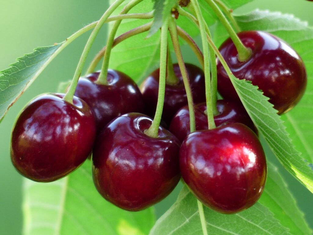 Wild Cherry - Prunus avium