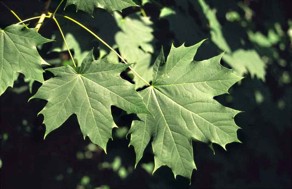 Norway Maple - Acer platanoides