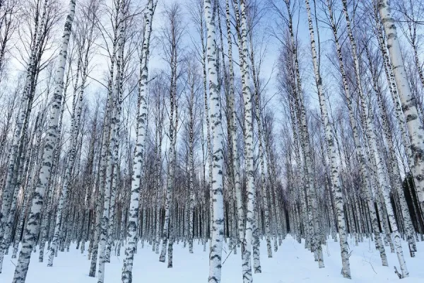 White Birch - Betula pubescens