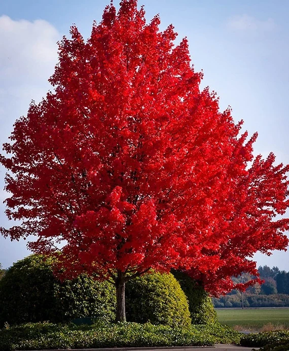 Red Maple - Acer rubrum