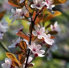 Prunus cerasifera