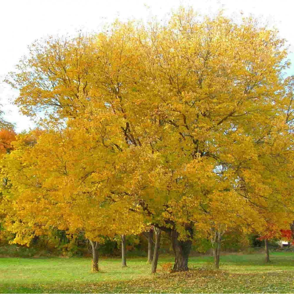Norway Maple - Acer platanoides