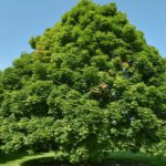 How to grow Norway Maple (Acer platanoides)