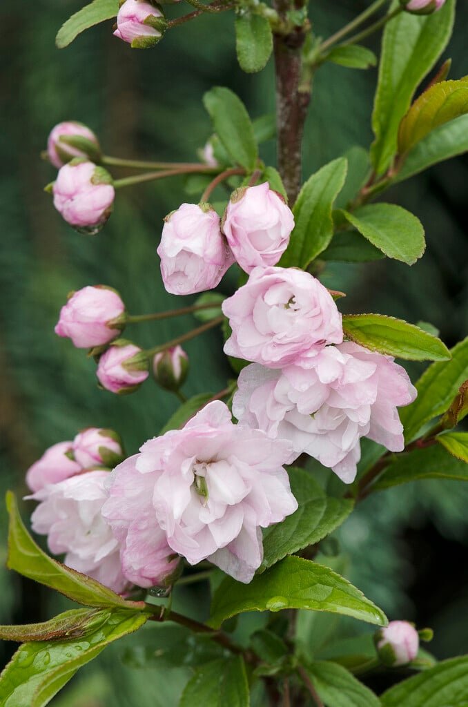 Korean Cherry - Prunus glandulosa