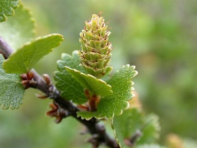 Dwarf Birch - Betula nana