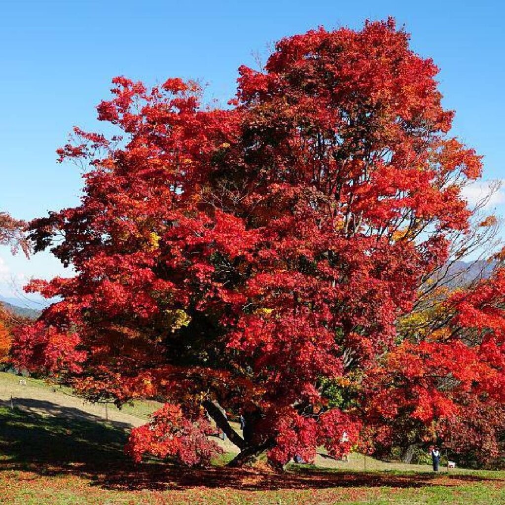 Tatarian Maple - Acer tataricum