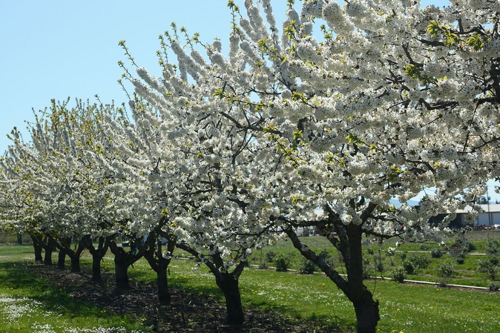 Wild Cherry - Prunus avium