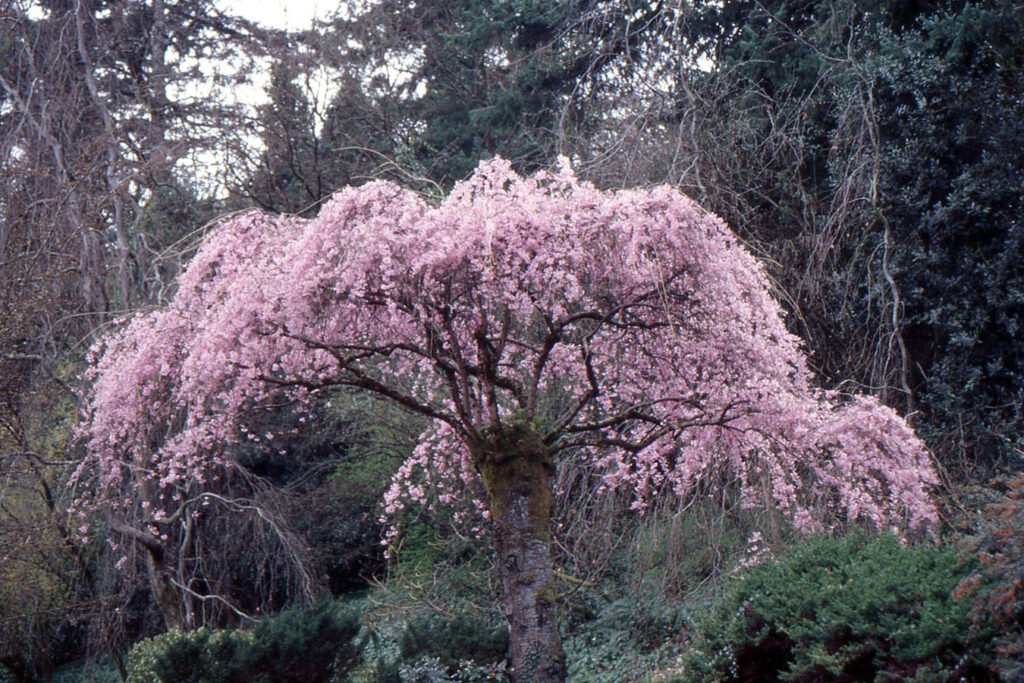 Rosebud Cherry - Prunus subhirtella