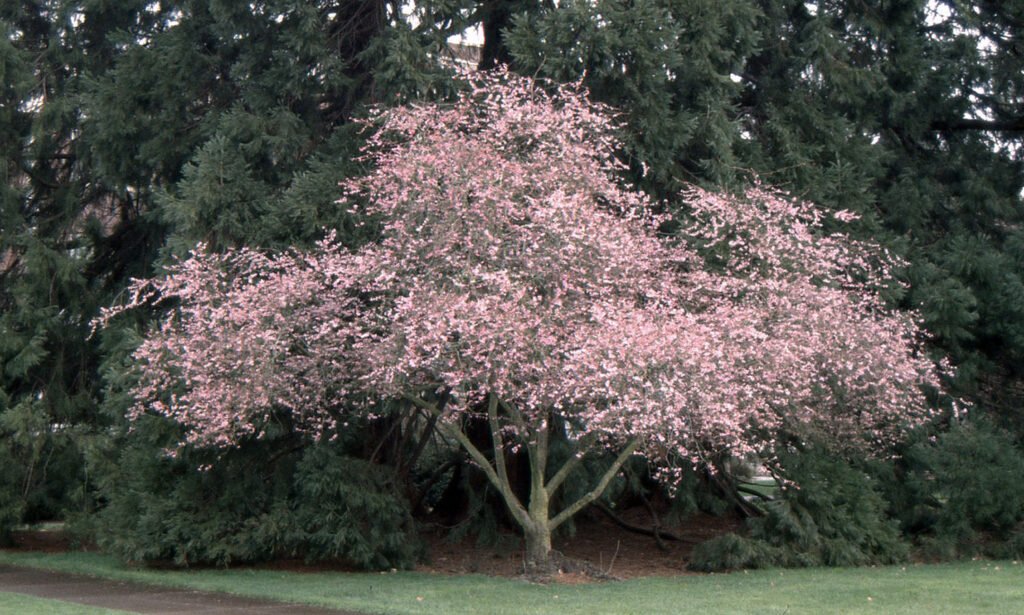Rosebud Cherry - Prunus subhirtella