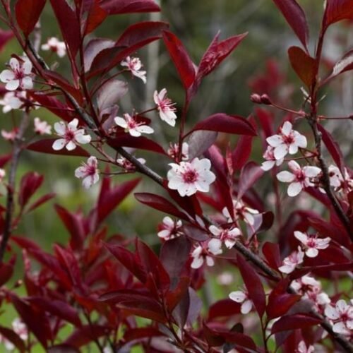 How to grow Purple-Leaf Sand Cherry Sakura (Prunus x cistena)