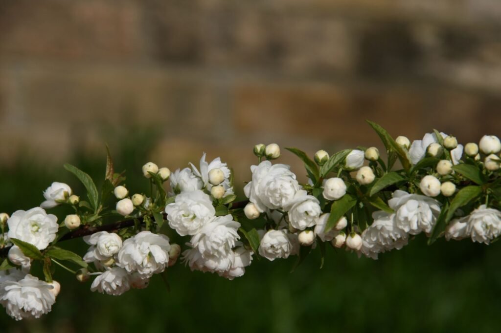 Korean Cherry - Prunus glandulosa