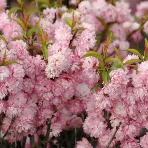 How to grow Korean Cherry Sakura (Prunus glandulosa)