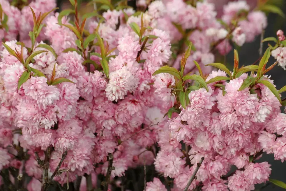 Korean Cherry - Prunus glandulosa