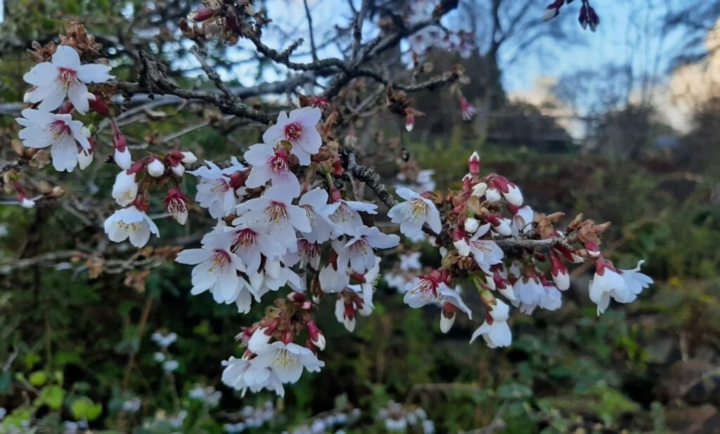 Fuji Cherry - Prunus incisa