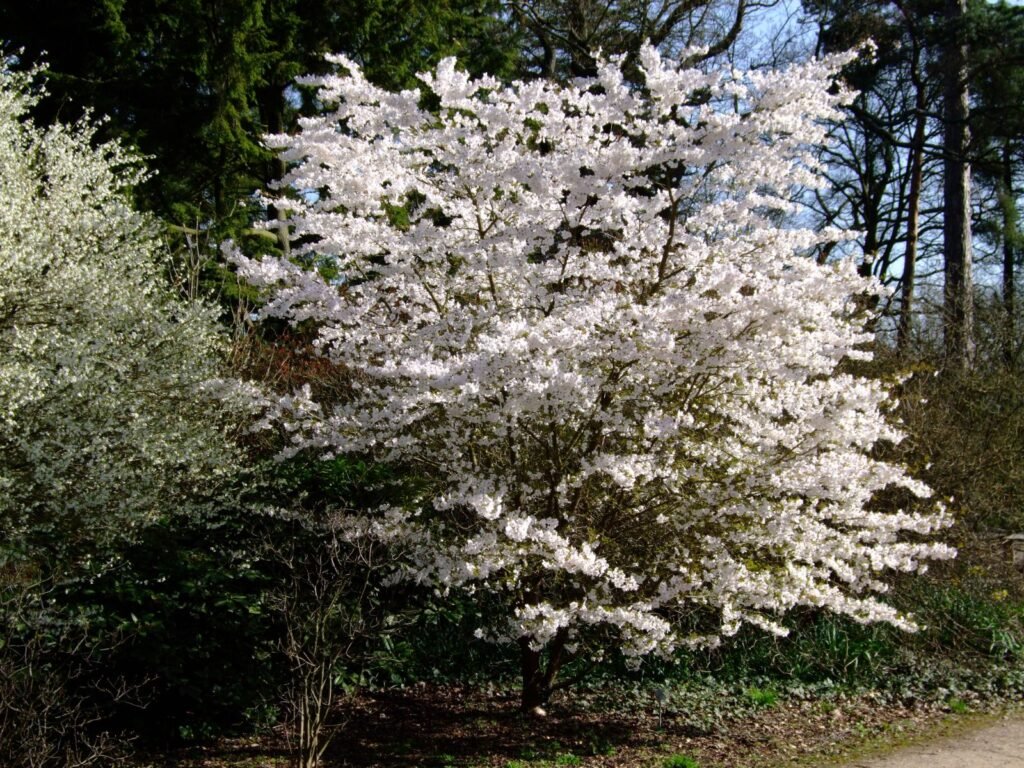 Fuji Cherry - Prunus incisa