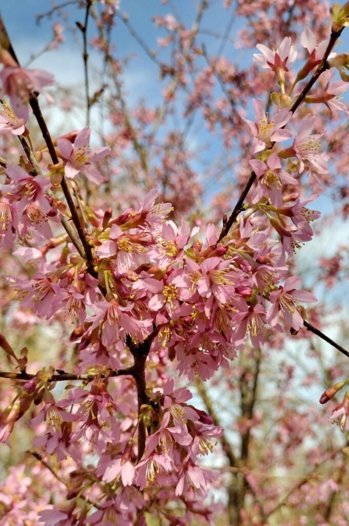 Fuji Cherry - Prunus incisa