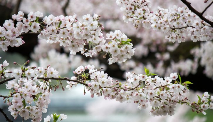Japanese Alpine Cherry - Prunus nipponica
