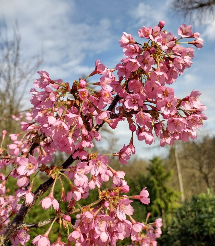 Japanese Alpine Cherry - Prunus nipponica