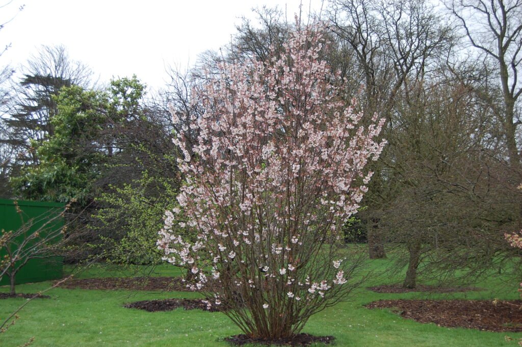 Japanese Alpine Cherry - Prunus nipponica