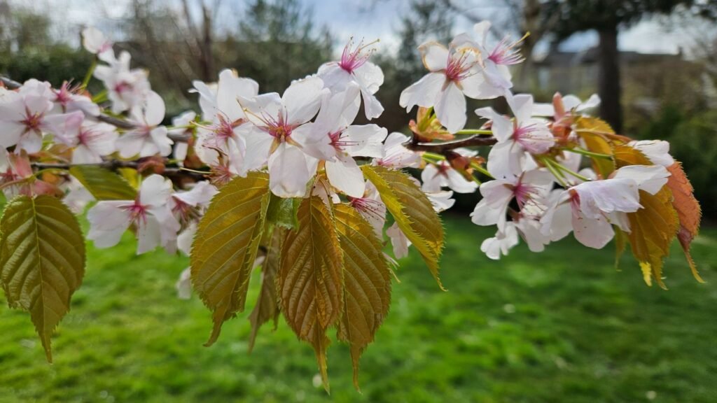 Sargent Cherry - Prunus sargentii