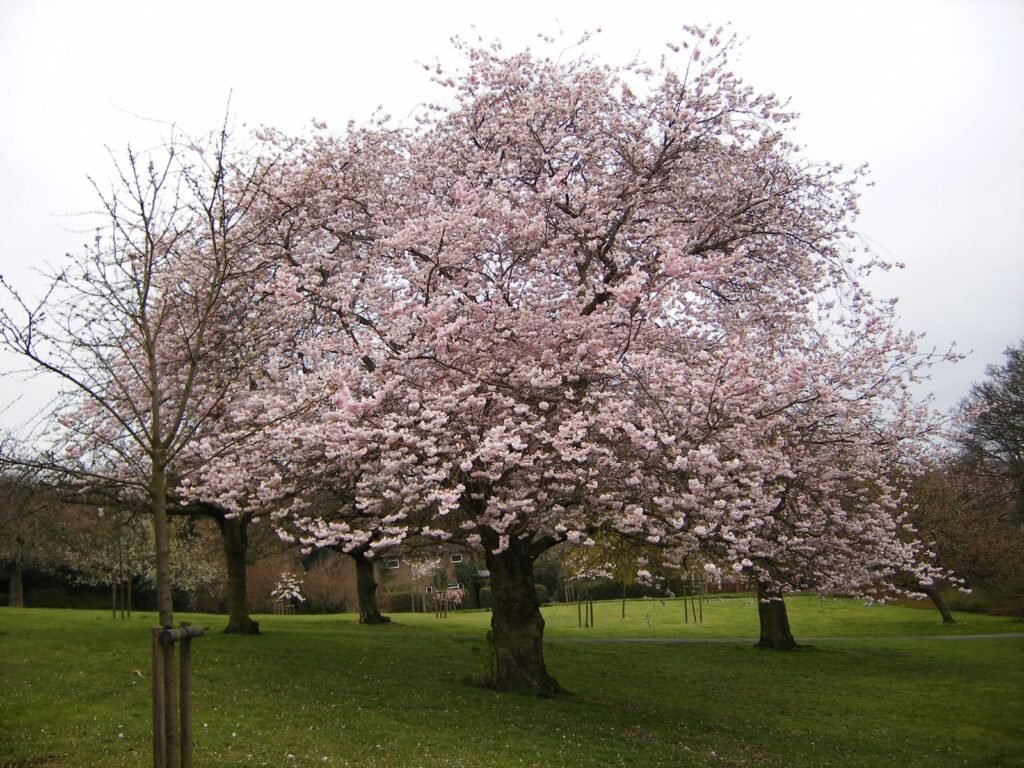Sargent Cherry - Prunus sargentii