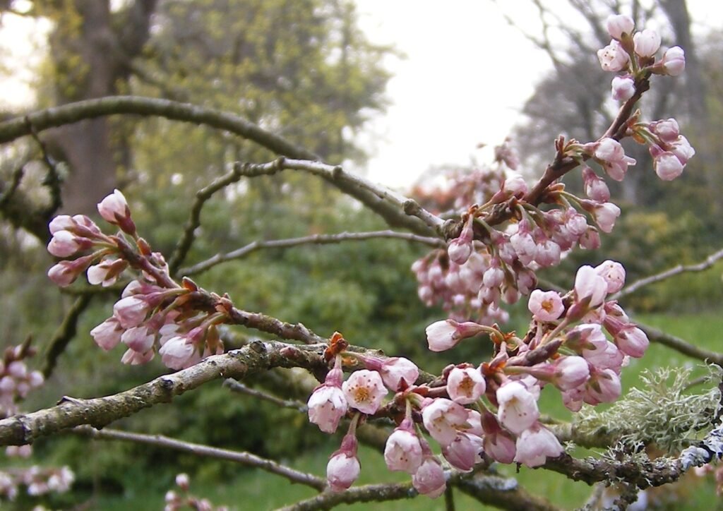 Japanese Flowering Cherry - Prunus serrulata