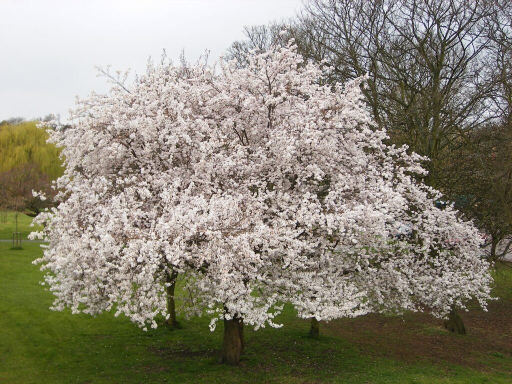 Rosebud Cherry - Prunus subhirtella