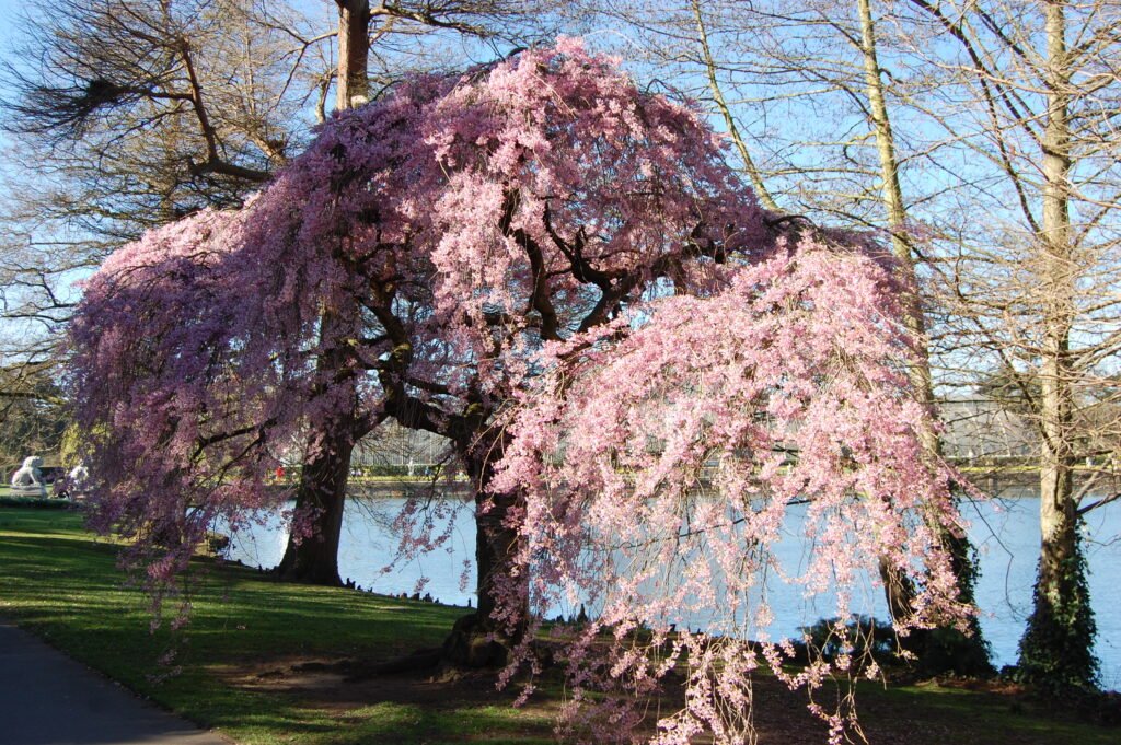 Rosebud Cherry - Prunus subhirtella