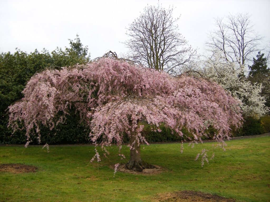 Rosebud Cherry - Prunus subhirtella